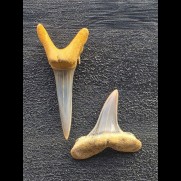 Set aus 2 Zähnen des Carcharias cuspidatus #1 