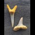 Set aus 2 Zähnen des Carcharias cuspidatus #1 
