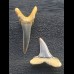 Set aus 2 Zähnen des Carcharias cuspidatus #1 