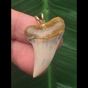 2,3 cm heller Zahn des Isurus planus als Anhänger