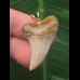 2,3 cm heller Zahn des Isurus planus als Anhänger