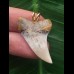 2,3 cm heller Zahn des Isurus planus als Anhänger