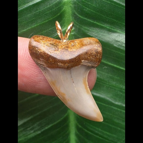 3,0 cm heller schöner Zahn des Isurus planus als Anhänger 3,0 cm heller schöner Zahn des Isurus planus als Anhänger