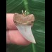 3,0 cm bläulicher Zahn des Isurus planus als Anhänger 3,0 cm bläulicher Zahn des Isurus planus als Anhänger