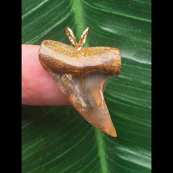 3,0 cm bunter Zahn des Isurus planus als Anhänger 3,0 cm bunter Zahn des Isurus planus als Anhänger