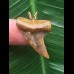 3,0 cm bunter Zahn des Isurus planus als Anhänger 3,0 cm bunter Zahn des Isurus planus als Anhänger