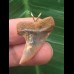 3,0 cm bunter Zahn des Isurus planus als Anhänger 3,0 cm bunter Zahn des Isurus planus als Anhänger