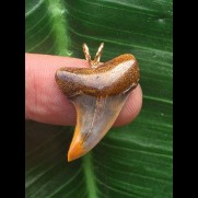 2,7 cm bunter Zahn des Isurus planus als Anhänger