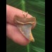 2,7 cm bunter Zahn des Isurus planus als Anhänger