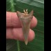 3,3 cm schmaler dunkler Zahn des Mako Hai als Anhänger 3,3 cm schmaler dunkler Zahn des Mako Hai als Anhänger
