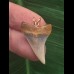 2,6 cm blauer gebogener Zahn des Mako Hai als Anhänger