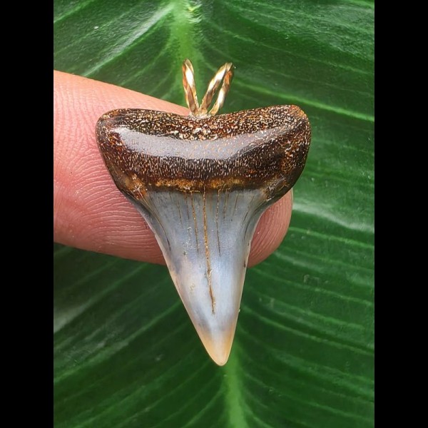 2,4 cm blauer symmetrischer Zahn des Mako Hai als Anhänger