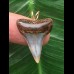 2,4 cm blauer symmetrischer Zahn des Mako Hai als Anhänger