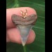 2,4 cm blauer symmetrischer Zahn des Mako Hai als Anhänger