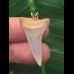 2,9 cm heller schmaler Zahn des Mako Hai als Anhänger