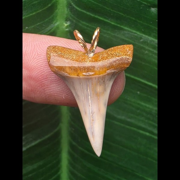 2,6 cm heller dolchförmiger Zahn des Mako Hai als Anhänger