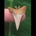 2,6 cm heller dolchförmiger Zahn des Mako Hai als Anhänger