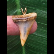 2,6 cm gebogener bunter Zahn des Mako Hai als Anhänger