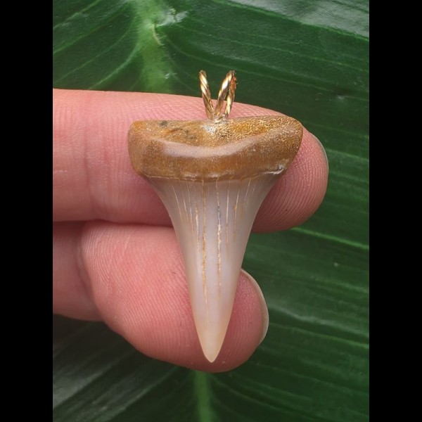 2,8 cm heller symmetrischer Zahn des Mako Hai als Anhänger 2,8 cm heller symmetrischer Zahn des Mako Hai als Anhänger