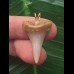 2,8 cm heller symmetrischer Zahn des Mako Hai als Anhänger 2,8 cm heller symmetrischer Zahn des Mako Hai als Anhänger