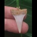 2,8 cm heller symmetrischer Zahn des Mako Hai als Anhänger 2,8 cm heller symmetrischer Zahn des Mako Hai als Anhänger