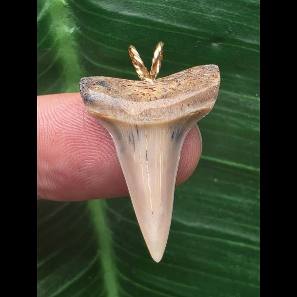 2,7 cm heller Zahn des Mako Hai als Anhänger 2,7 cm heller Zahn des Mako Hai als Anhänger