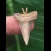 2,7 cm heller Zahn des Mako Hai als Anhänger 2,7 cm heller Zahn des Mako Hai als Anhänger