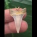 2,7 cm heller Zahn des Mako Hai als Anhänger 2,7 cm heller Zahn des Mako Hai als Anhänger