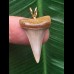 2,6 cm heller schmaler Zahn des Mako Hai als Anhänger