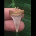 2,6 cm heller schmaler Zahn des Mako Hai als Anhänger