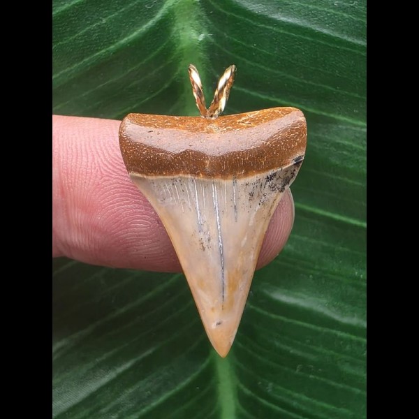 2,5 cm breiterer Zahn des Mako Hai als Anhänger