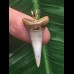 3,0 cm sehr schmaler blauer Zahn des Mako Hai als Anhänger