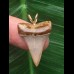 2,4 cm heller symmetrischer Zahn des Mako Hai als Anhänger 2,4 cm heller symmetrischer Zahn des Mako Hai als Anhänger