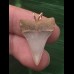 2,4 cm heller symmetrischer Zahn des Mako Hai als Anhänger 2,4 cm heller symmetrischer Zahn des Mako Hai als Anhänger