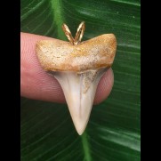 2,6 cm heller massiver Zahn des Mako Hai als Anhänger