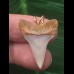 2,6 cm heller massiver Zahn des Mako Hai als Anhänger