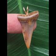 2,9 cm facettenreich gefärbter Zahn des Mako Hai als Anhänger
