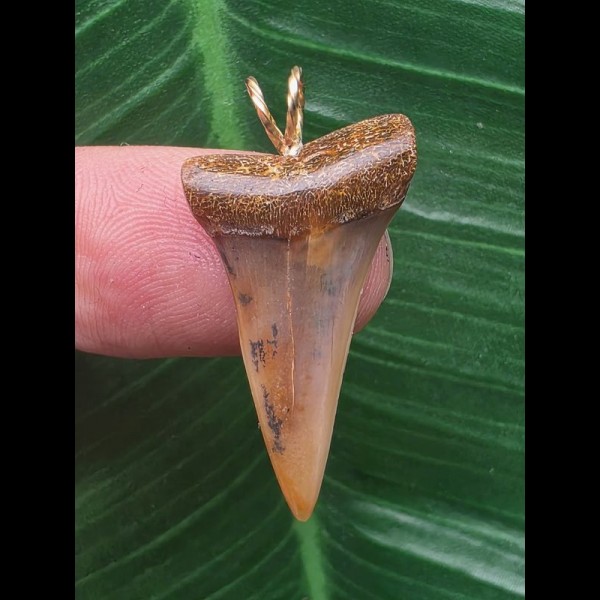 2,9 cm facettenreich gefärbter Zahn des Mako Hai als Anhänger