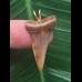 2,9 cm facettenreich gefärbter Zahn des Mako Hai als Anhänger