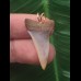 2,9 cm facettenreich gefärbter Zahn des Mako Hai als Anhänger
