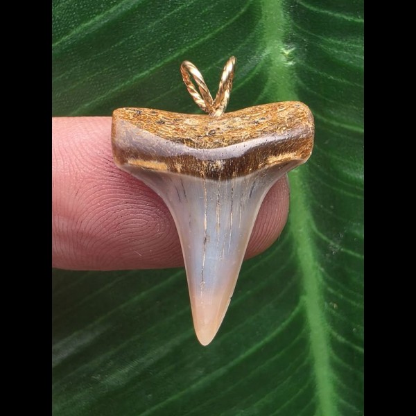 2,5 cm blauer Zahn mit roter Spitze des Mako Hai als Anhänger