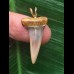 2,7 cm schmaler gebogener Zahn des Mako Hai als Anhänger
