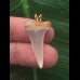 2,7 cm schmaler gebogener Zahn des Mako Hai als Anhänger