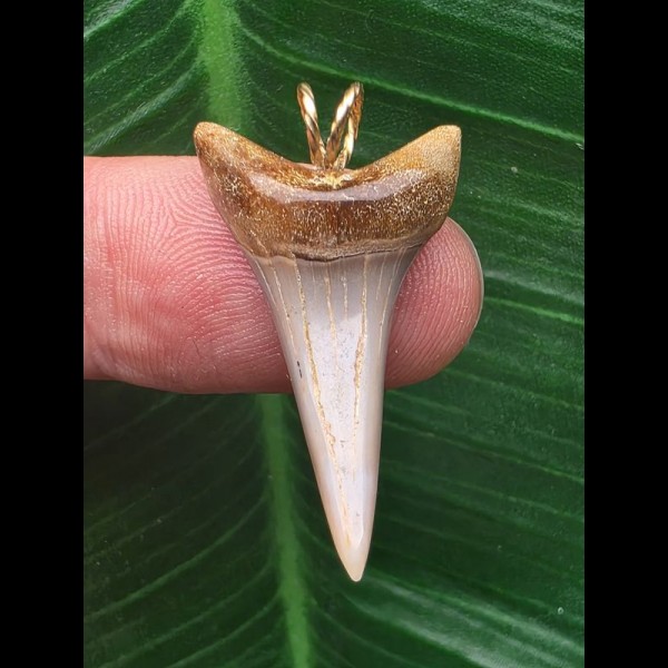 3,2 cm schmaler spitzer Zahn des Mako Hai als Anhänger 3,2 cm schmaler spitzer Zahn des Mako Hai als Anhänger