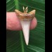 3,2 cm schmaler spitzer Zahn des Mako Hai als Anhänger 3,2 cm schmaler spitzer Zahn des Mako Hai als Anhänger