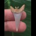 3,2 cm schmaler spitzer Zahn des Mako Hai als Anhänger 3,2 cm schmaler spitzer Zahn des Mako Hai als Anhänger