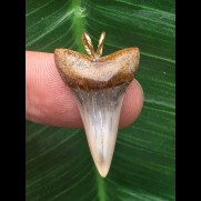 2,8 cm massiver Zahn des Mako Hai als Anhänger