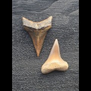 Set aus 2 kleinen Zähnen des Mako Hai aus Peru #1