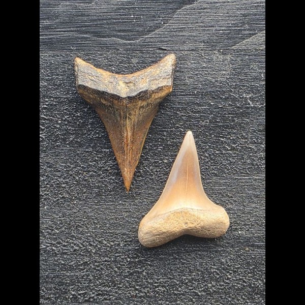 Set aus 2 kleinen Zähnen des Mako Hai aus Peru #1