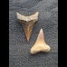 Set aus 2 kleinen Zähnen des Mako Hai aus Peru #1